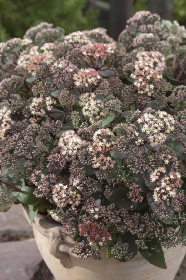 Sedum Moonlight Serenade®