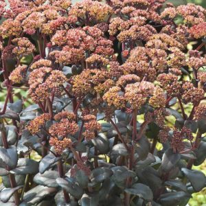 Sedum Orange Xenox