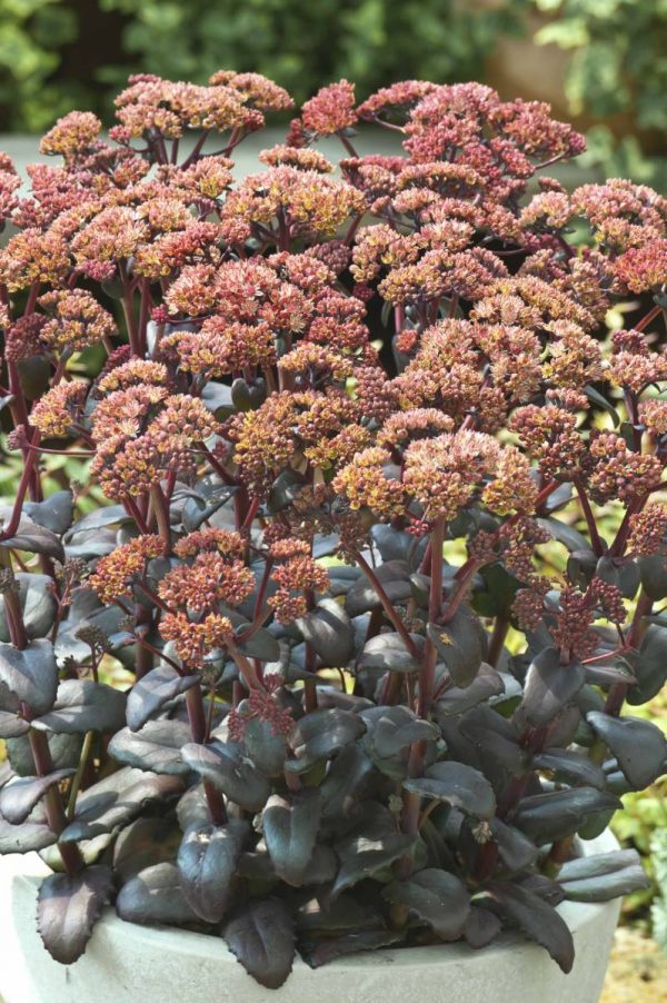 Sedum Orange Xenox
