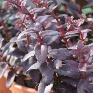Sedum Purple Emperor