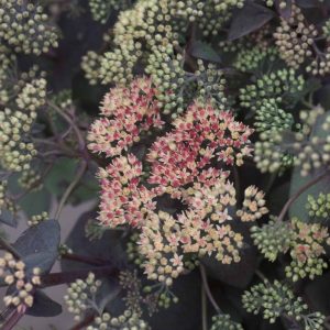 Sedum Rainbow Xenox®