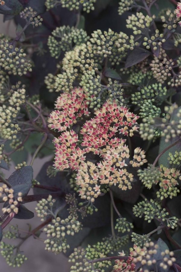 Sedum Rainbow Xenox®
