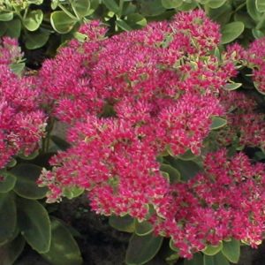 Sedum Rosenteller