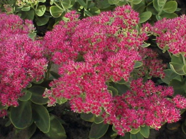Sedum Rosenteller