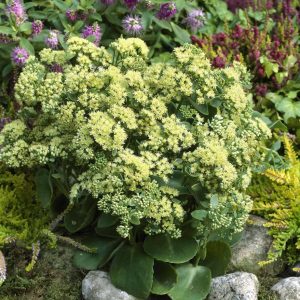 Sedum Sunkissed®