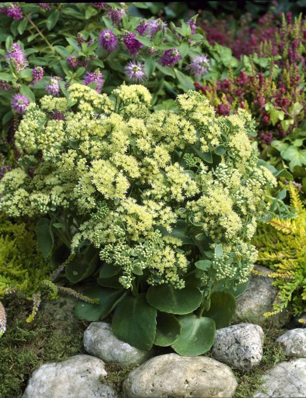 Sedum Sunkissed®