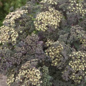 Sedum Twinkle Star®