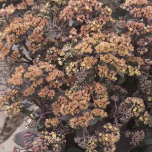 Sedum Yellow Xenox®