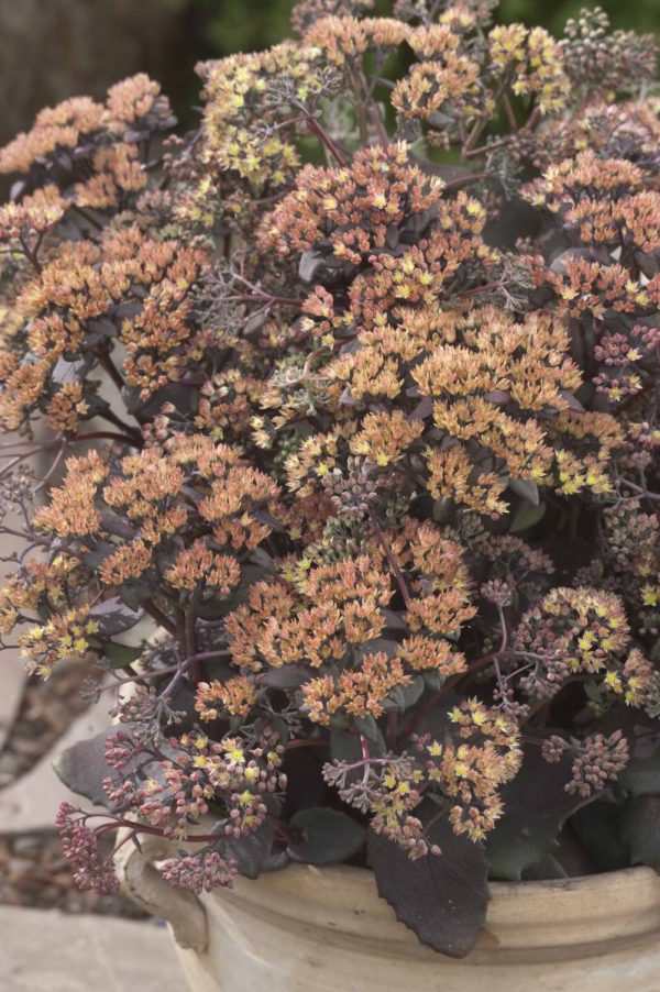 Sedum Yellow Xenox®
