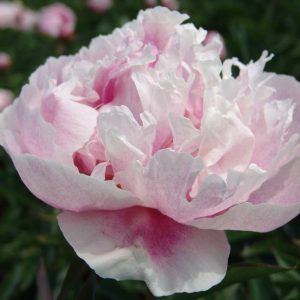 Paeonia  Seeing Blue