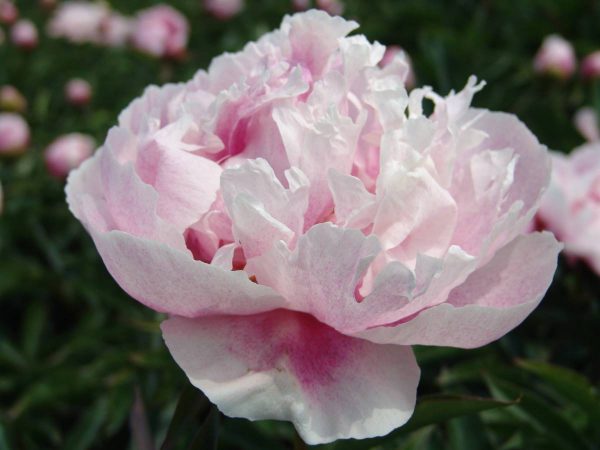 Paeonia  Seeing Blue
