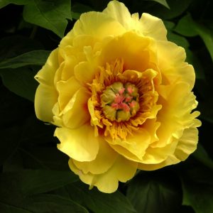 Paeonia  Sequestered Sunshine