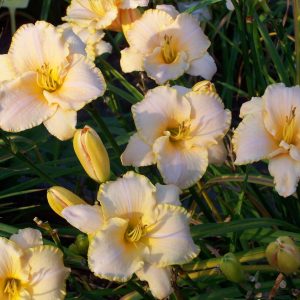 Hemerocallis Serena Sunburst
