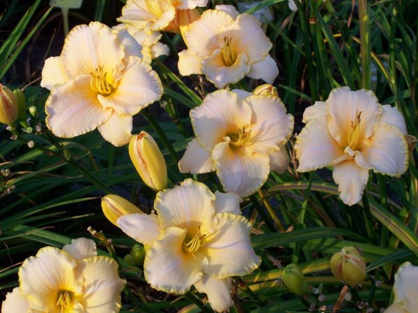 Hemerocallis Serena Sunburst