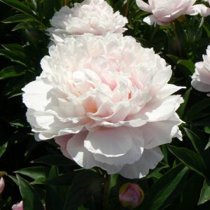Paeonia  Serene Pastel