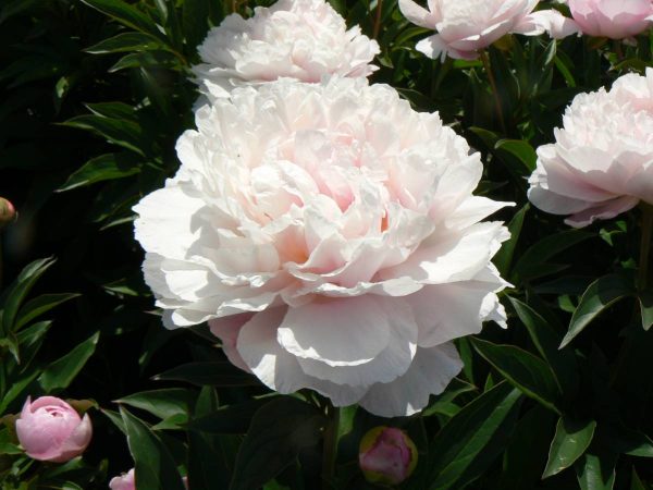 Paeonia  Serene Pastel
