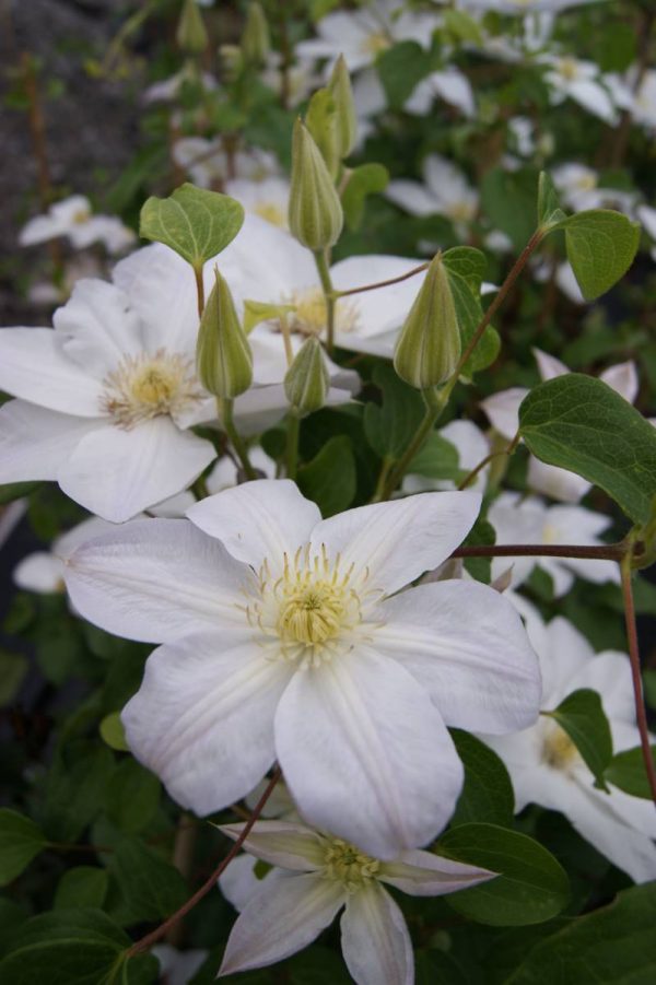Clematis Shirayukihime