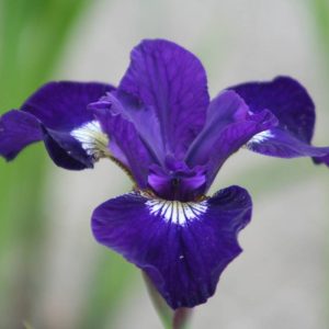 Iris sibirica Shirley Pope
