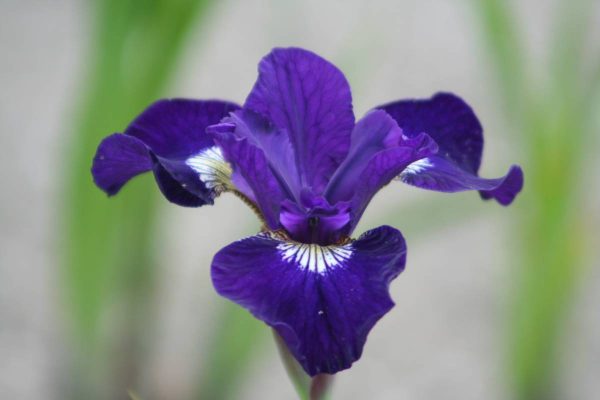 Iris sibirica Shirley Pope