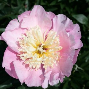 Paeonia  Showgirl