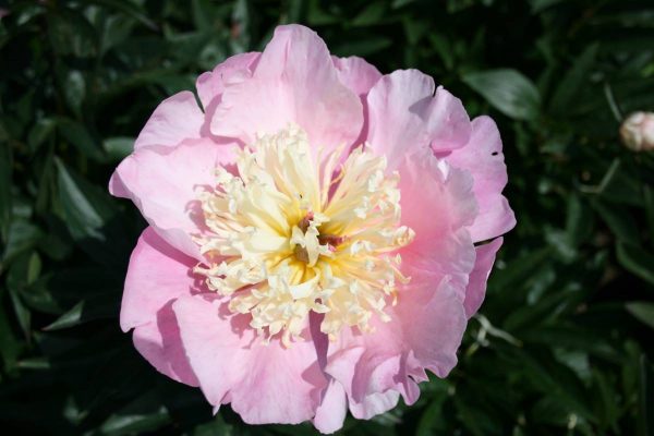 Paeonia  Showgirl