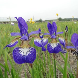 Iris sibirica Ottawa