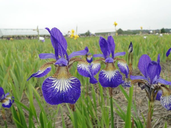 Iris sibirica Ottawa