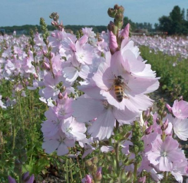 Sidalcea Elsie Heugh
