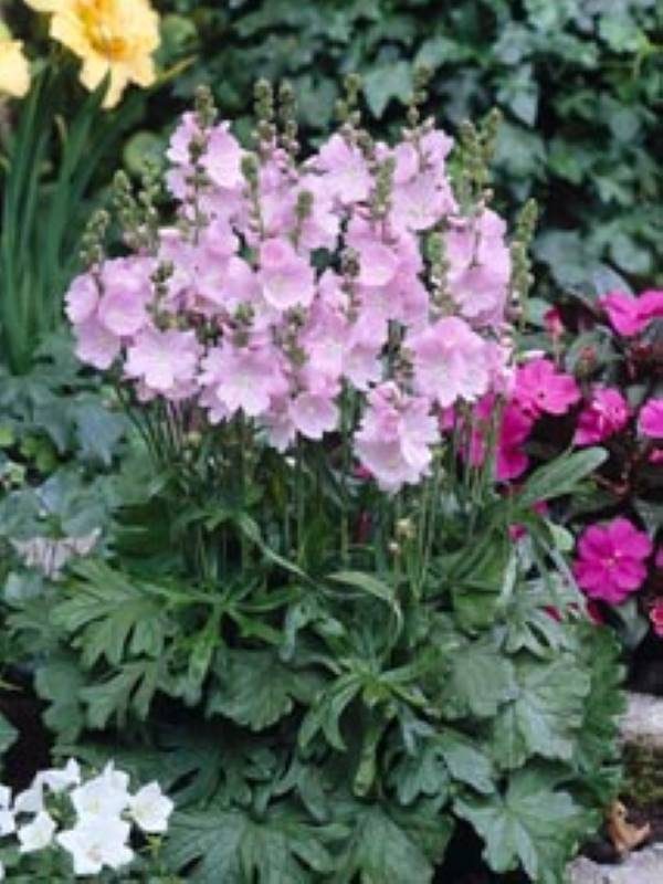 Sidalcea Little Princess®