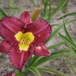 Hemerocallis Silent Sentry