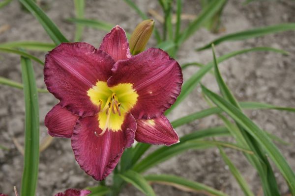 Hemerocallis Silent Sentry