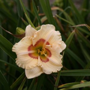 Hemerocallis Siloam Baby Talk