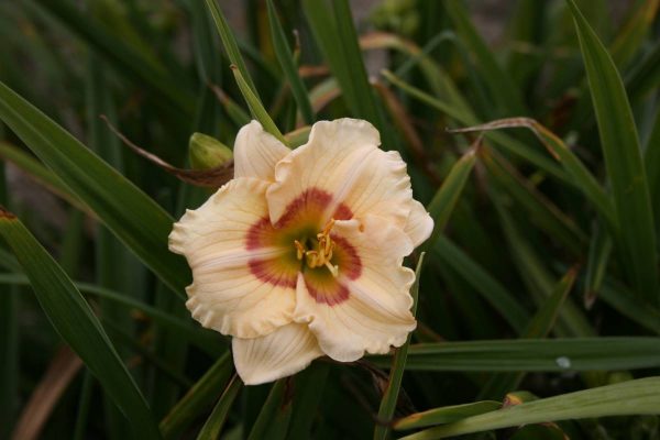 Hemerocallis Siloam Baby Talk