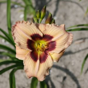 Hemerocallis Siloam Bo Peep