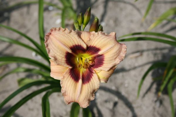 Hemerocallis Siloam Bo Peep