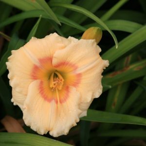 Hemerocallis Siloam Ethel Smith