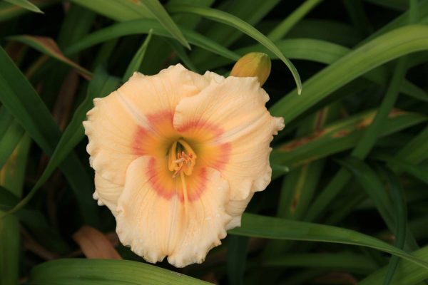 Hemerocallis Siloam Ethel Smith