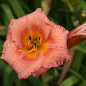 Hemerocallis Siloam Little Girl