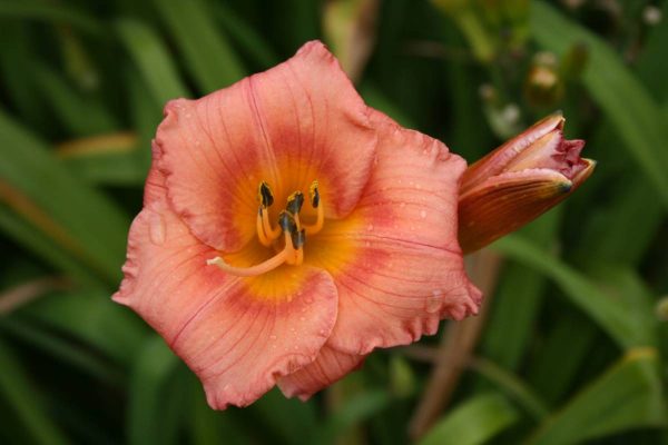 Hemerocallis Siloam Little Girl