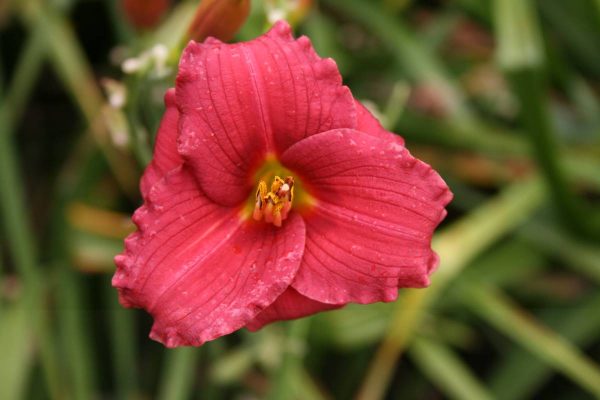Hemerocallis Siloam Red Toy
