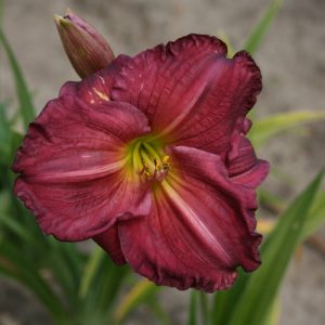 Hemerocallis Siloam Royal Prince