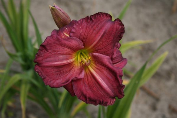 Hemerocallis Siloam Royal Prince