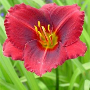 Hemerocallis Siloam Show Girl