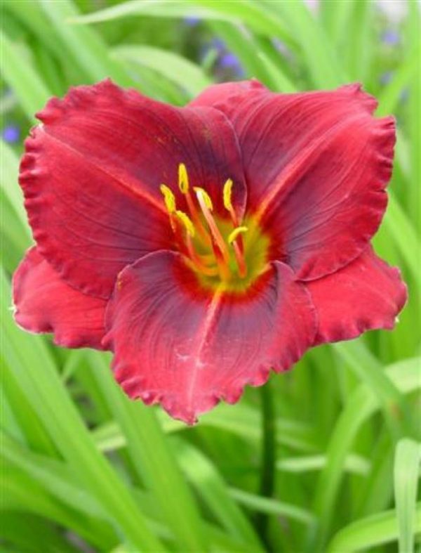 Hemerocallis Siloam Show Girl