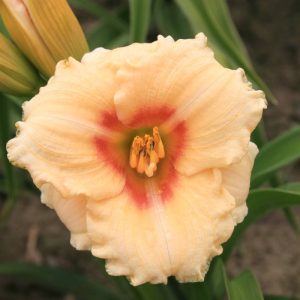 Hemerocallis Siloam Virginea Henson
