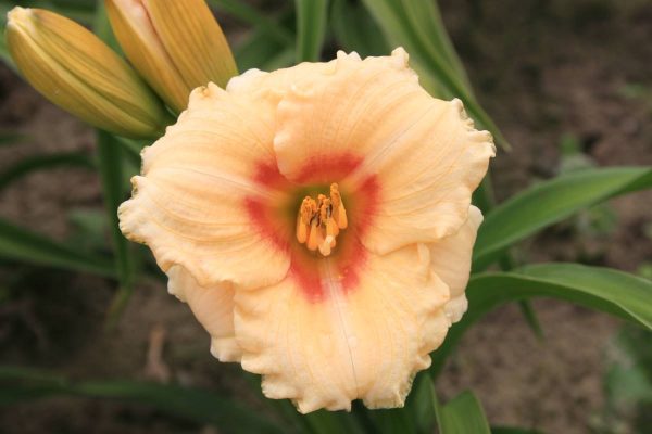 Hemerocallis Siloam Virginea Henson