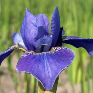 Iris sibirica Silver Edge