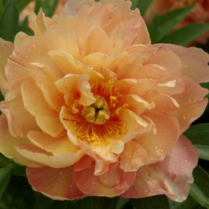 Paeonia  Singing in the Rain
