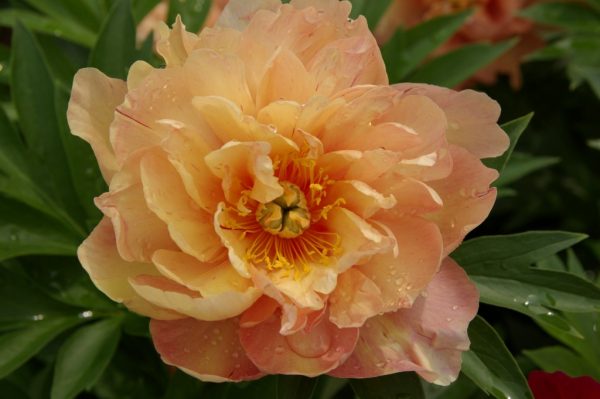 Paeonia  Singing in the Rain