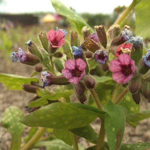 Pulmonaria Smokey Blue